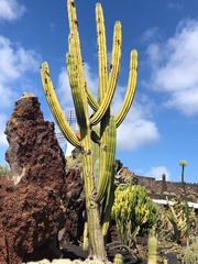 Pachycereus