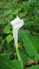 Datura innoxia