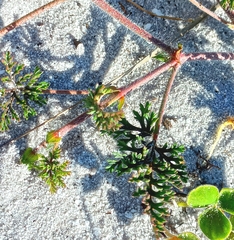 Pelargonium longicaule