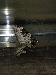 Xanthorhoe fluctuata