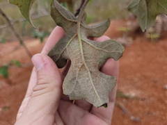 Solanum paniculatum