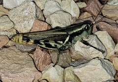 Melanoplus eumera