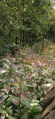 Impatiens glandulifera