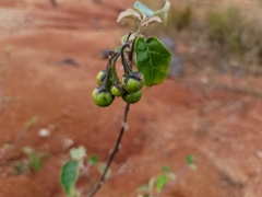 Solanum paniculatum