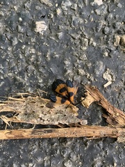 Calopteron terminale