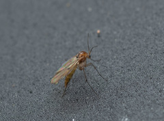 Mycetophilidae