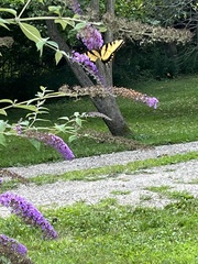 Papilio canadensis