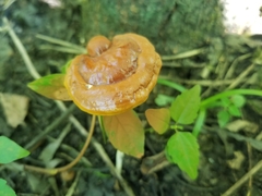 Polyporaceae