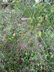 Cyperus croceus
