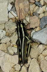 Melanoplus thomasi