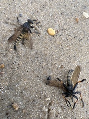 Promachus rufipes