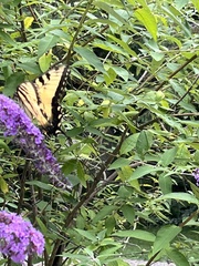 Papilio canadensis