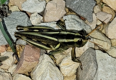 Melanoplus thomasi