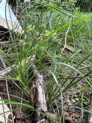 Cyperus croceus