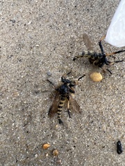 Promachus rufipes
