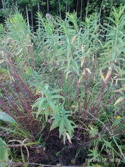 Euphorbia semivillosa