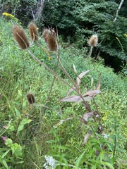 Dipsacus fullonum