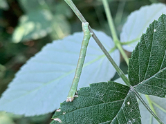 Biston betularia