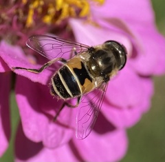 Eristalis arbustorum