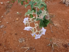 Solanum paniculatum