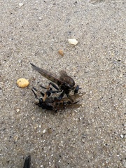 Promachus rufipes