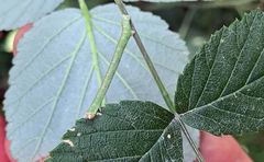 Biston betularia