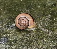 Cepaea