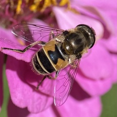 Eristalis arbustorum