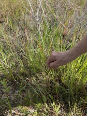 Schoenoplectus pungens