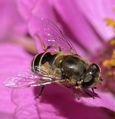 Eristalis arbustorum