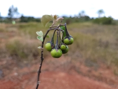 Solanum paniculatum