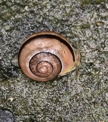 Cepaea