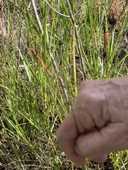 Schoenoplectus pungens