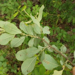 Salix aurita