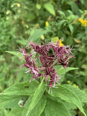 Eutrochium maculatum