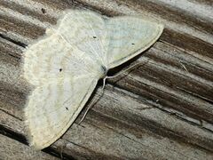Scopula immutata