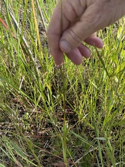 Schoenoplectus pungens