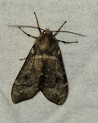 Pseudohemihyalea labecula