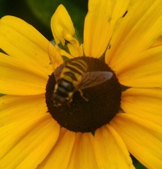 Eristalis transversa