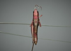 Pseudochorthippus parallelus