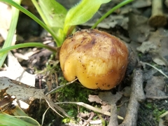 Limacella
