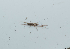 Tetragnathidae