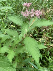 Eutrochium maculatum