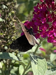 Erynnis