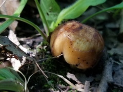 Limacella