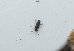 Entomobryomorpha