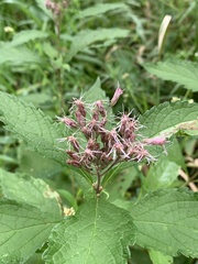 Eutrochium maculatum