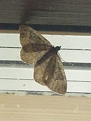 Xanthorhoe quadrifasiata