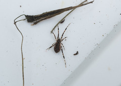 Episinus