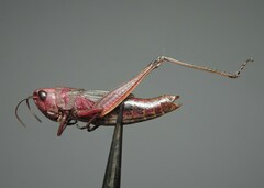 Pseudochorthippus parallelus